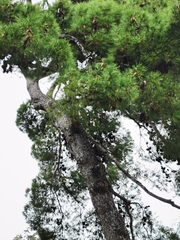 Pinus pinea