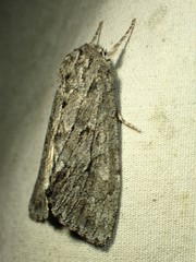Andropolia contacta