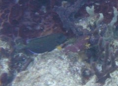 Acanthurus tractus
