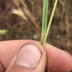 Bromus hordeaceus