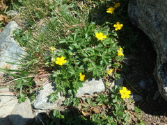 Potentilla ruprechtii