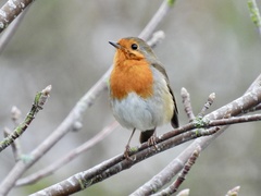 Erithacus rubecula