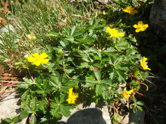 Potentilla ruprechtii