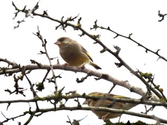 Chloris chloris
