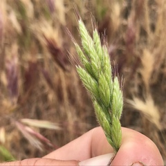 Bromus hordeaceus