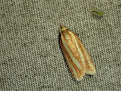 Sparganothis tristriata