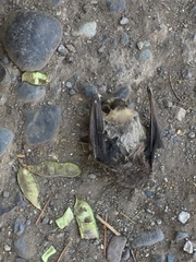 Lasiurus cinereus villosissimus