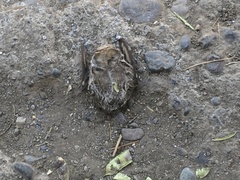 Lasiurus cinereus villosissimus