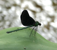 Sapho ciliata