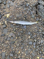Sphyraena borealis