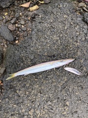 Sphyraena borealis
