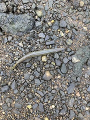 Sphyraena borealis