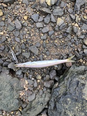 Sphyraena borealis
