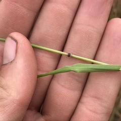 Bromus hordeaceus