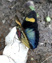 Euphaedra themis