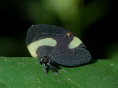 Membracis juncta