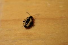 Phyllotreta striolata