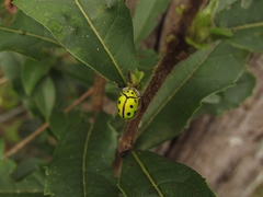 Coptocycla adamantina