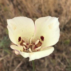 Calochortus venustus