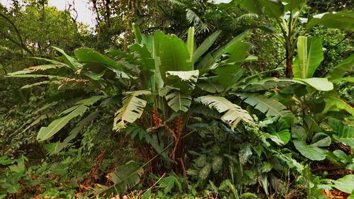 Heliconia champneiana