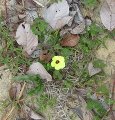 Pavonia cancellata