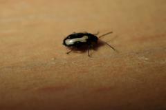 Phyllotreta striolata