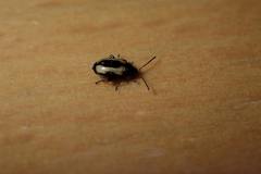 Phyllotreta striolata