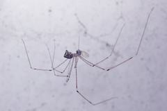 Pholcidae