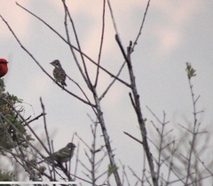 Chondestes grammacus