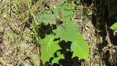 Solanum hirtum