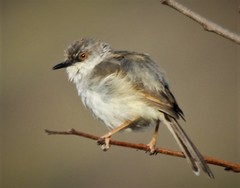 Prinia hodgsonii