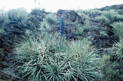 Puya weddelliana