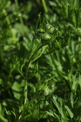 Ranunculus caucasicus subleiocarpus