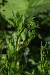 Ranunculus caucasicus subleiocarpus