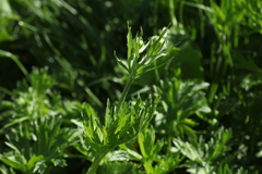 Ranunculus caucasicus subleiocarpus