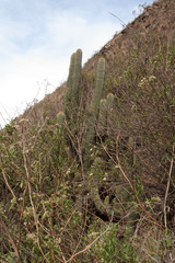 Trichocereus schickendantzii