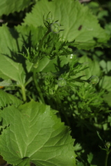 Ranunculus caucasicus subleiocarpus