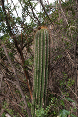 Trichocereus schickendantzii