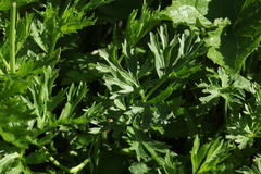 Ranunculus caucasicus subleiocarpus