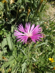 Psephellus vvedenskii