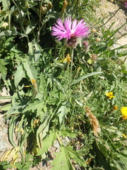 Psephellus vvedenskii