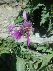 Psephellus vvedenskii