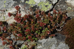 Sedum tenellum