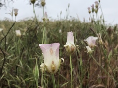 Calochortus venustus