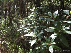 Comarostaphylis discolor