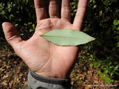 Comarostaphylis discolor