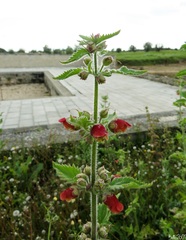 Scrophularia grandiflora