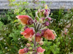 Scrophularia grandiflora