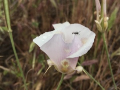 Calochortus venustus