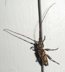 Monochamus marmorator